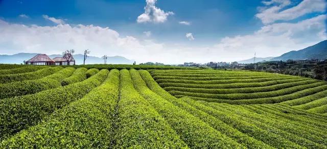 茶香满溢，新区腾飞——茶园新区发展新篇章精彩绽放