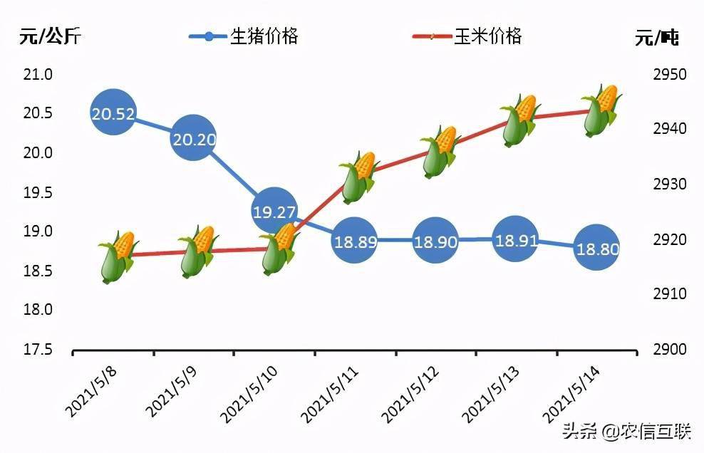 今日贵州生猪市场喜报频传，价格稳步上涨！