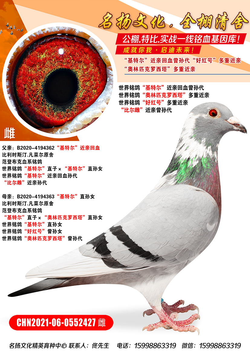 搜鸽网最新鸽片速递