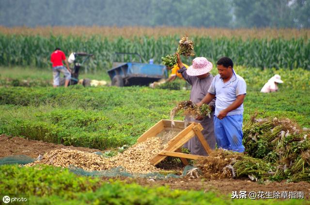 山东省最新花生米市场价格动态盘点